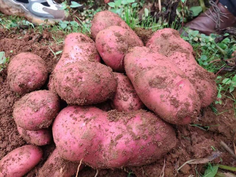 云南土豆青薯9号土豆大量上市产地直发量大从优欢迎联系
