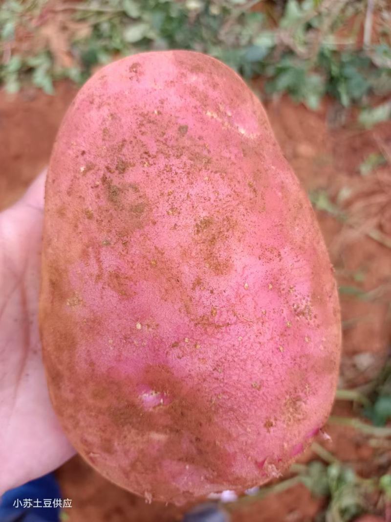 云南土豆青薯9号土豆大量上市产地直发量大从优欢迎联系