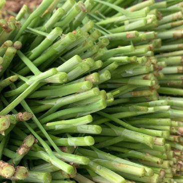 新根头刀菜，每天供货