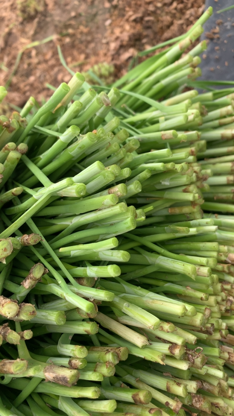 新根头刀菜，每天供货