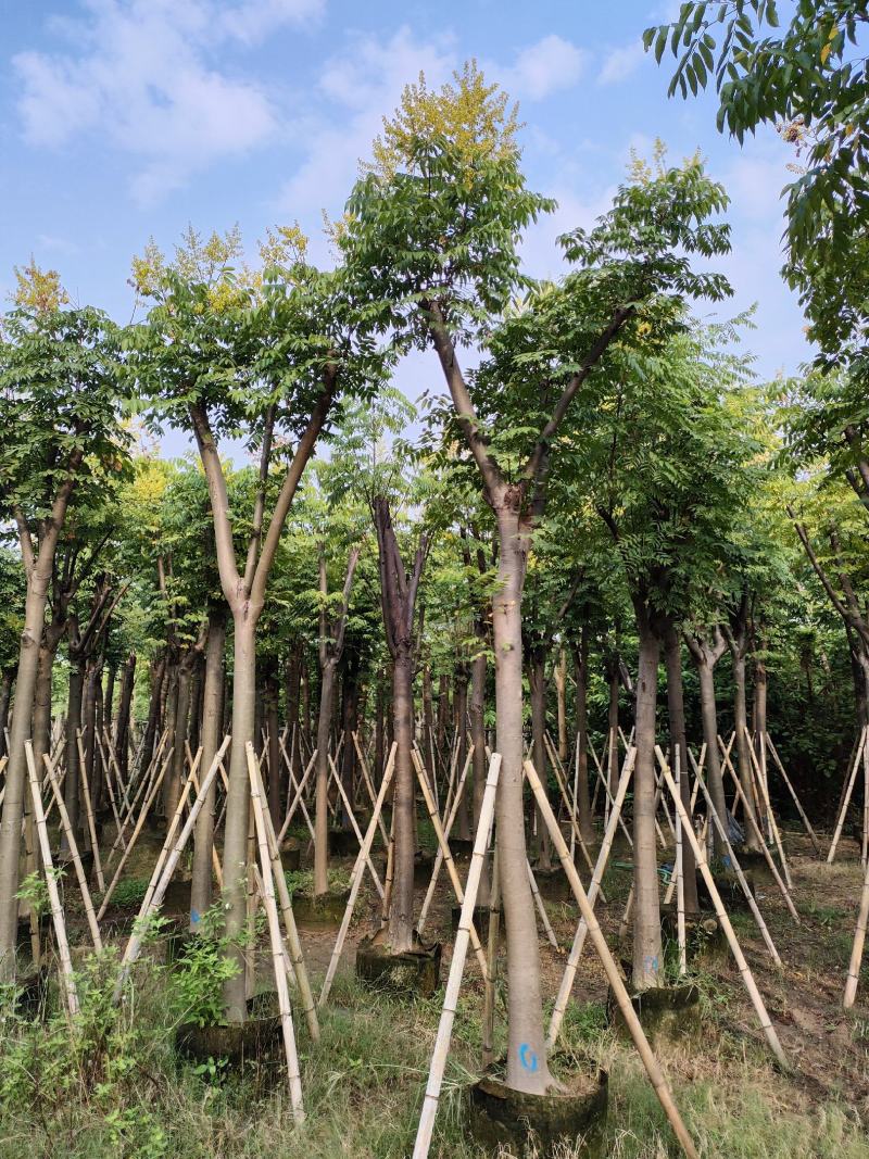 黄山栾树。骨架货供应商。广东省揭阳市榕城区