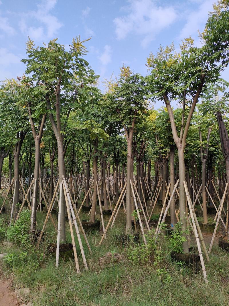 黄山栾树。骨架货供应商。广东省揭阳市榕城区