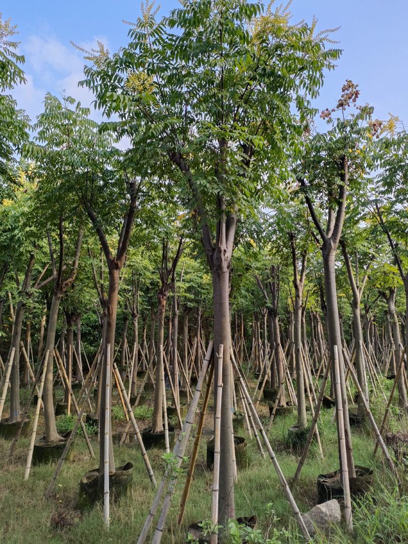 黄山栾树。骨架货供应商。广东省揭阳市榕城区