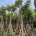 黄山栾树。骨架货供应商。广东省揭阳市榕城区
