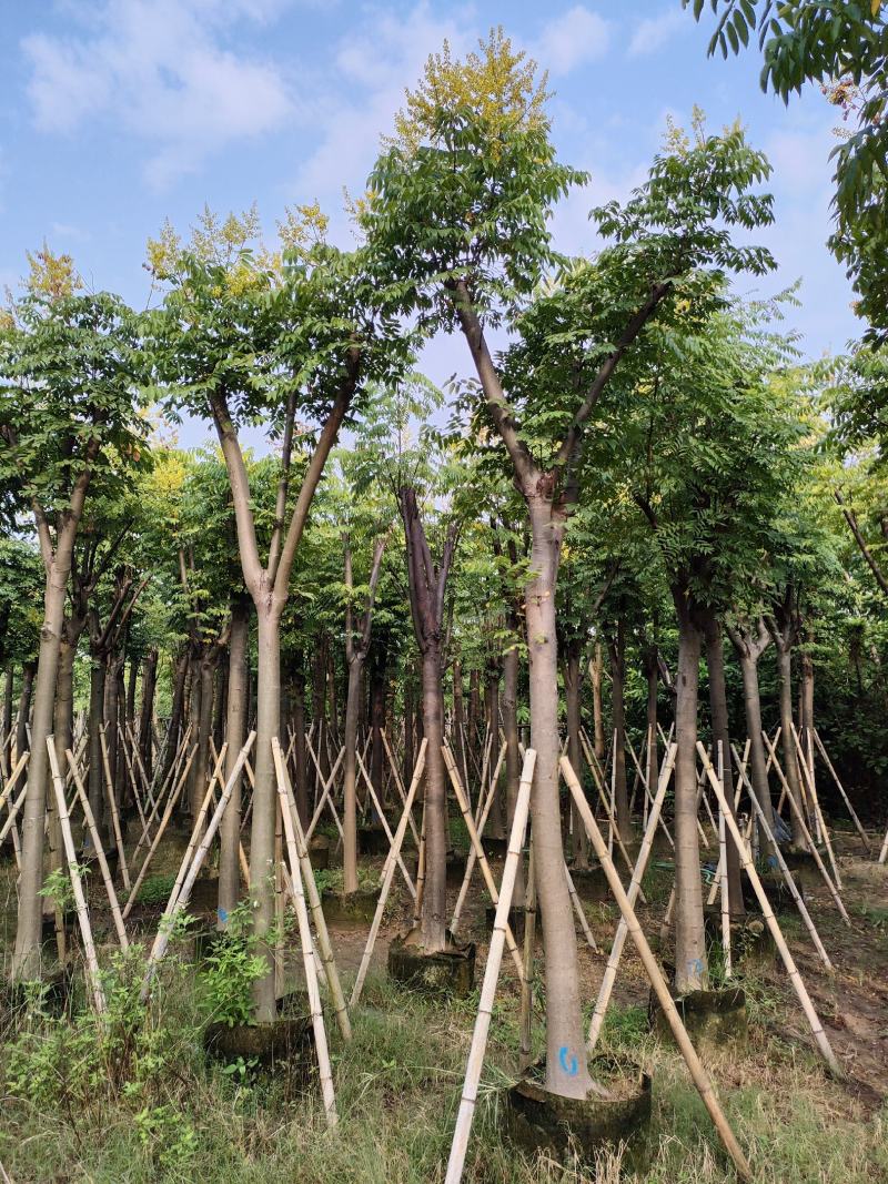 黄山栾树。骨架货供应商。广东省揭阳市榕城区