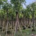 黄山栾树。骨架货供应商。广东省揭阳市榕城区