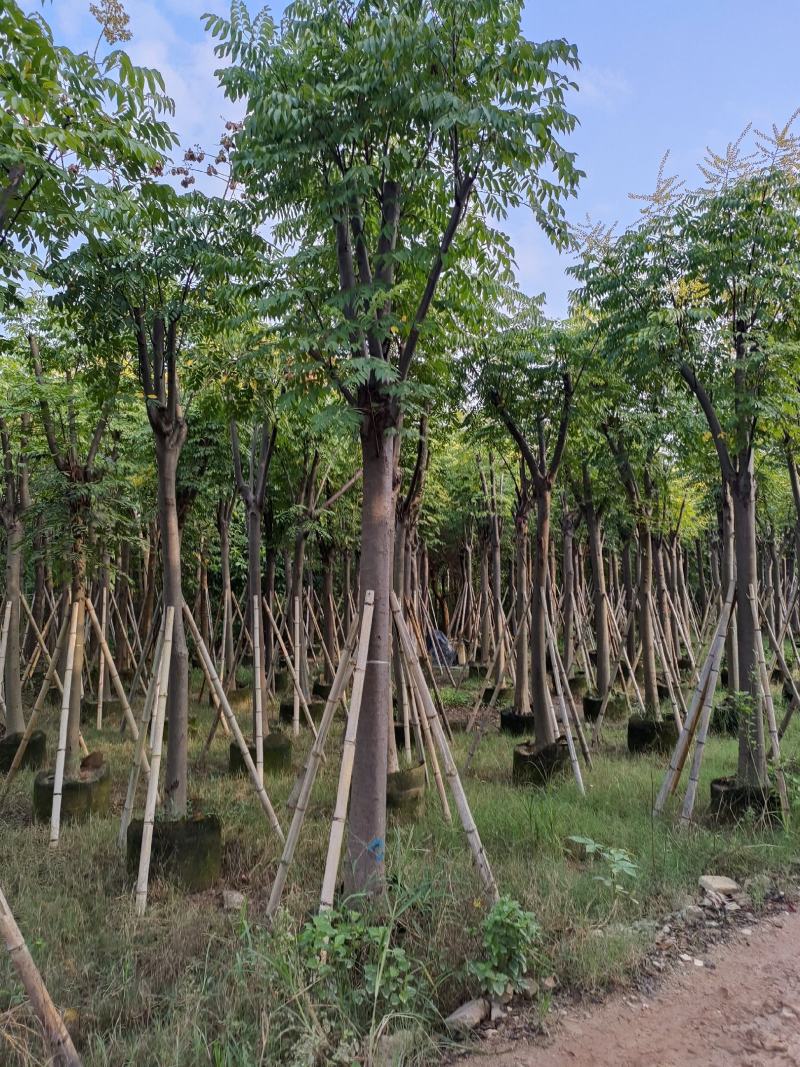 黄山栾树。骨架货供应商。广东省揭阳市榕城区