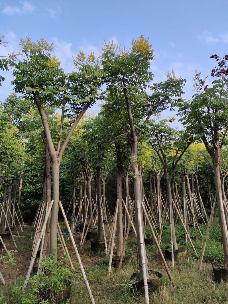 黄山栾树。骨架货供应商。广东省揭阳市榕城区