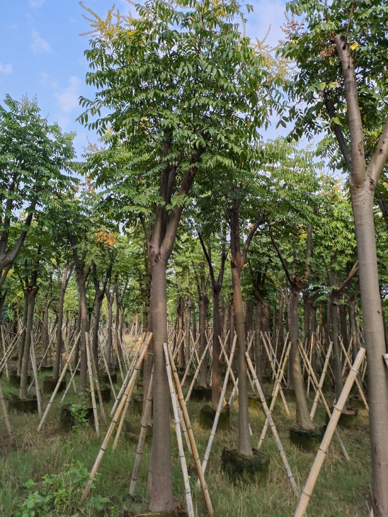 黄山栾树。骨架货供应商。广东省揭阳市榕城区