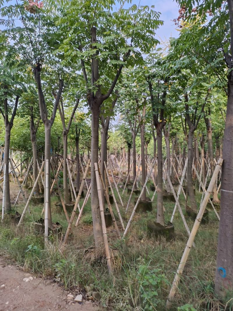 黄山栾树。骨架货供应商。广东省揭阳市榕城区