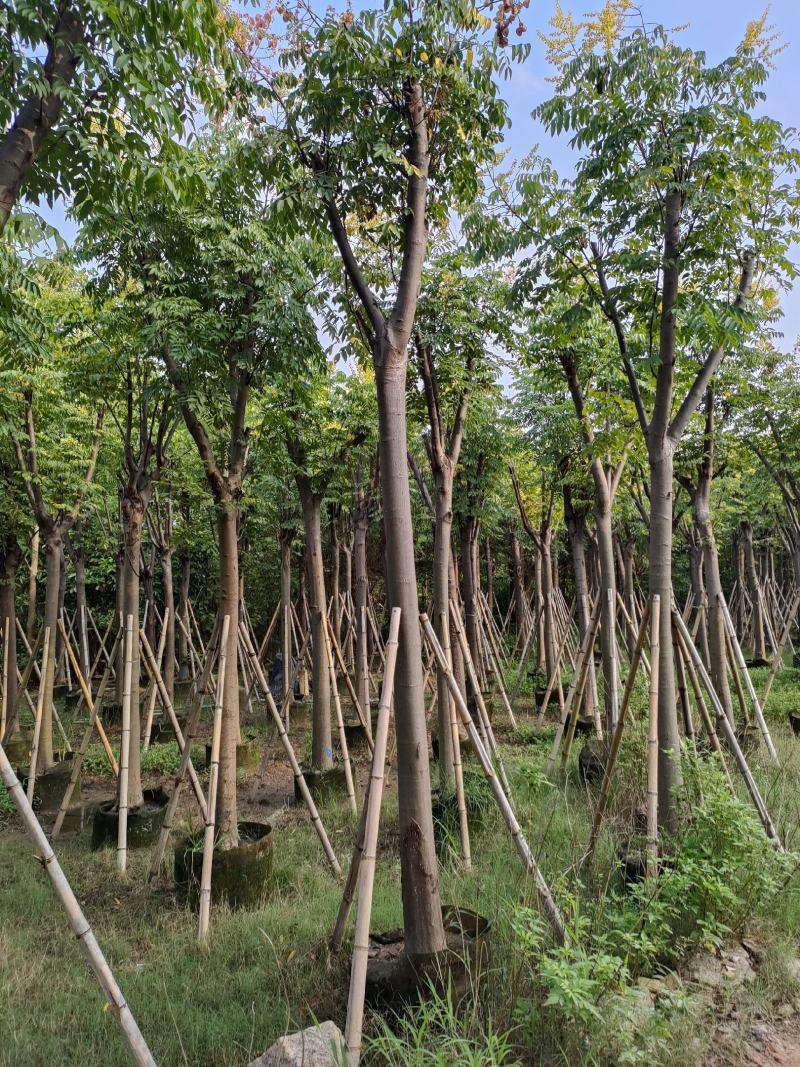 黄山栾树。骨架货供应商。广东省揭阳市榕城区
