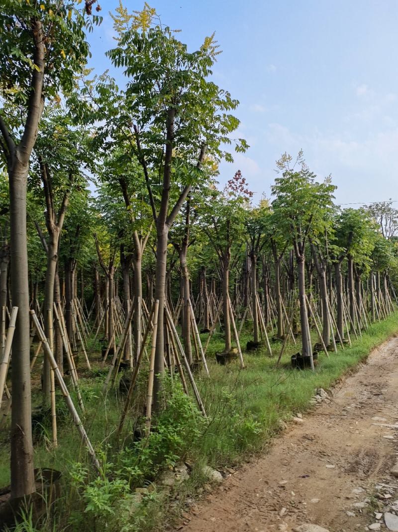 黄山栾树。骨架货供应商。广东省揭阳市榕城区