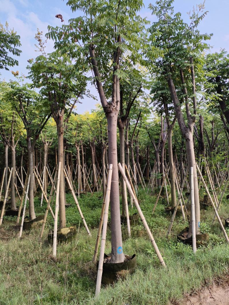 黄山栾树。骨架货供应商。广东省揭阳市榕城区