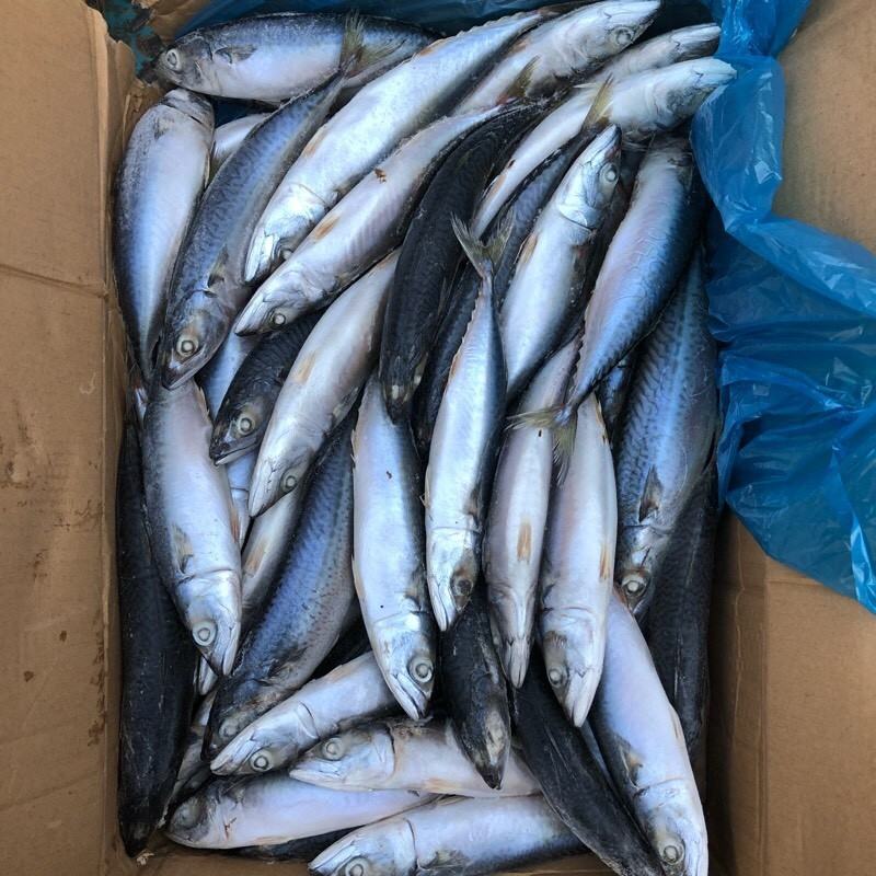 东海青占鱼新鲜鮐鲅鱼一手货源，大型批发商采够更优惠