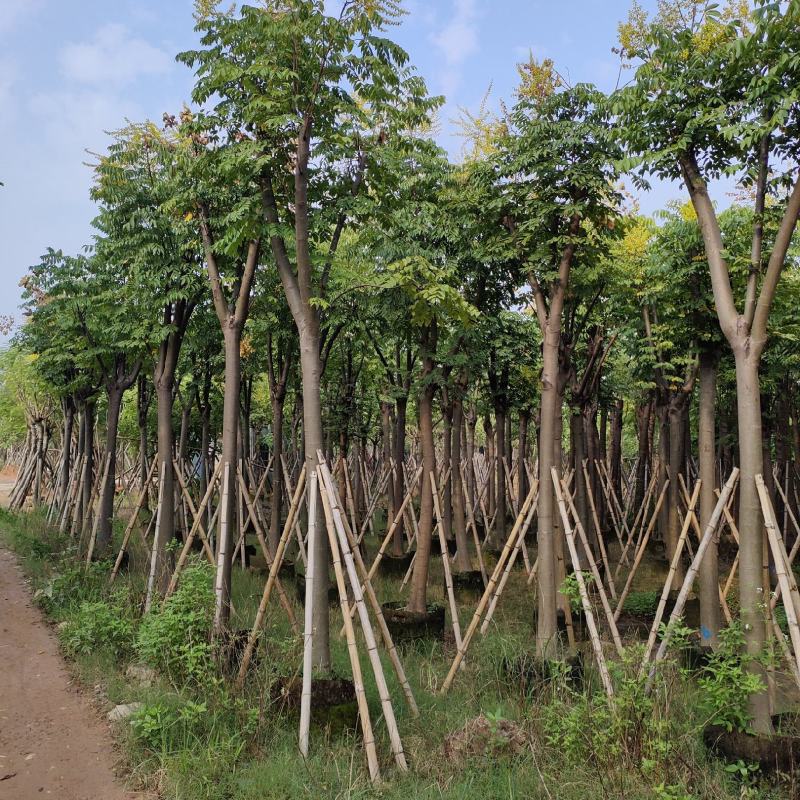 黄山栾树。骨架货供应商。广东省揭阳市榕城区