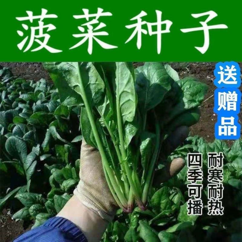 大叶菠菜种子四季易种原生态菠菜籽种子抗病耐热耐寒越冬蔬菜