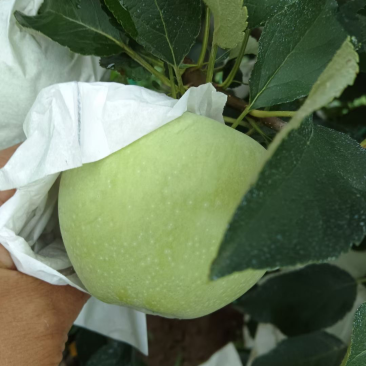 青苹果，王林苹果，明月苹果，表光好，甜度高，产地直发