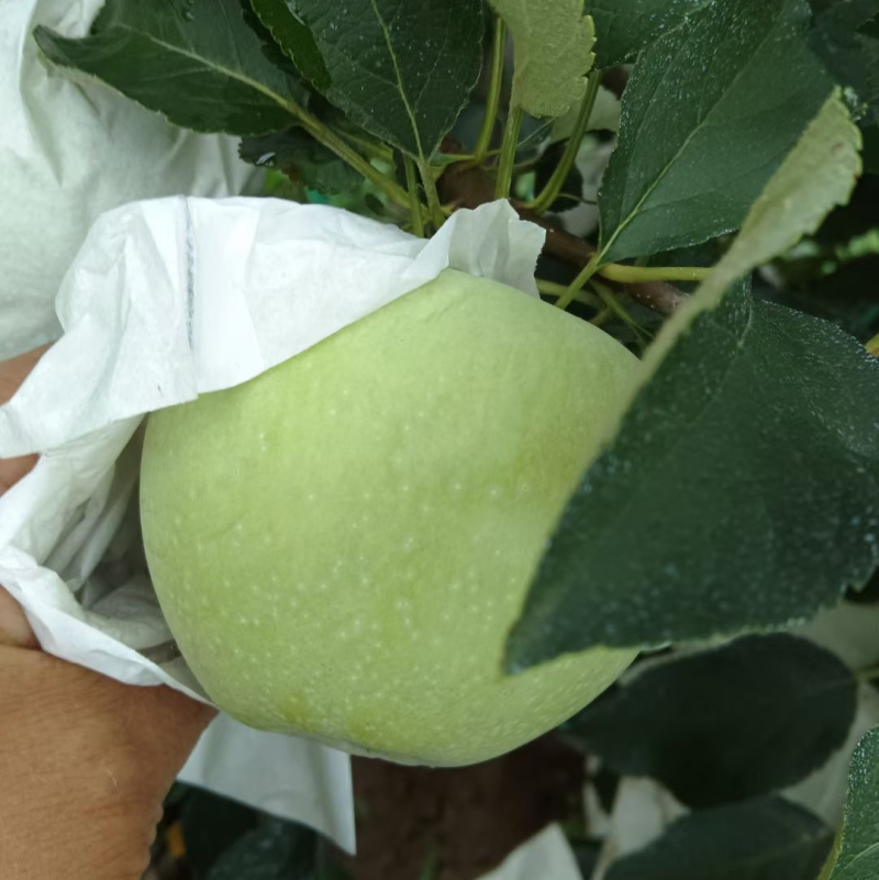 青苹果，王林苹果，明月苹果，表光好，甜度高，产地直发