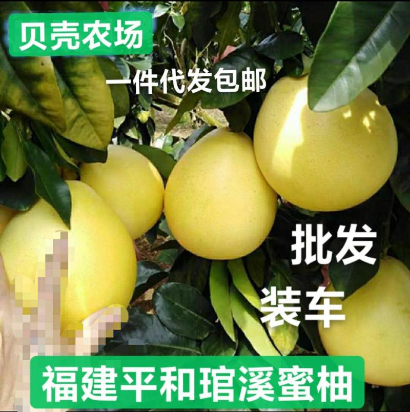 红心柚子三红蜜柚福建平和琯溪蜜柚福建直发批发代办装车