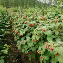 福尔杜得红树莓