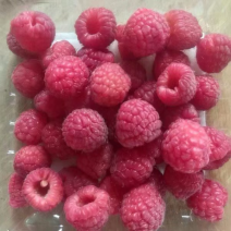双季红树莓苗种苗