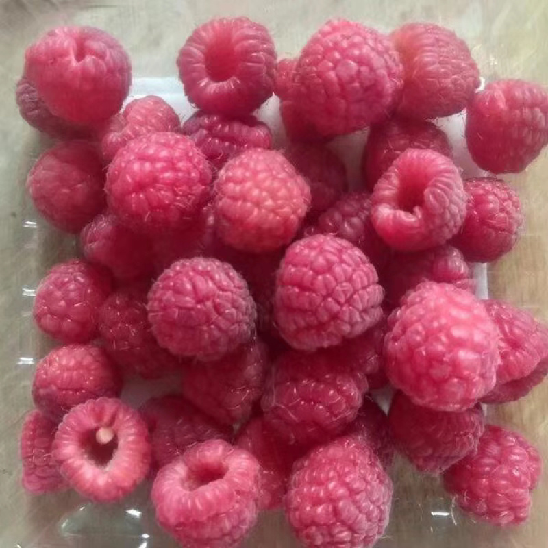 双季红树莓苗种苗