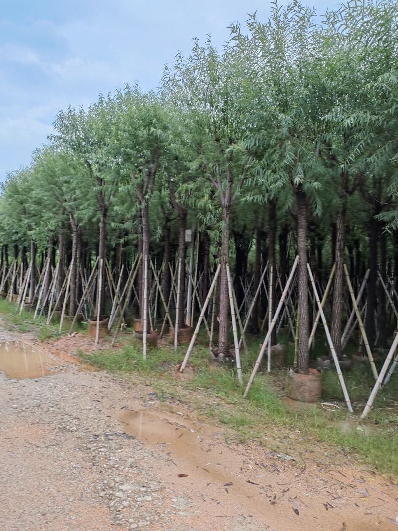 柳树。骨架货供应商。广东省揭阳市榕城区！