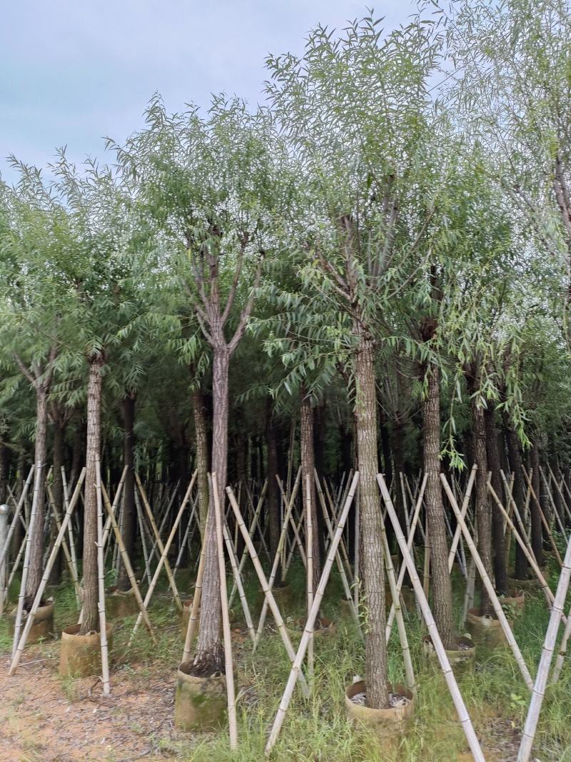 柳树。骨架货供应商。广东省揭阳市榕城区！