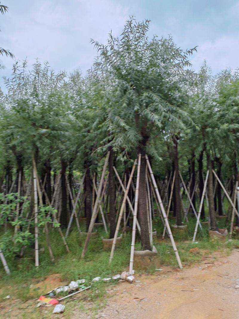 柳树。骨架货供应商。广东省揭阳市榕城区！