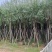 柳树。骨架货供应商。广东省揭阳市榕城区！