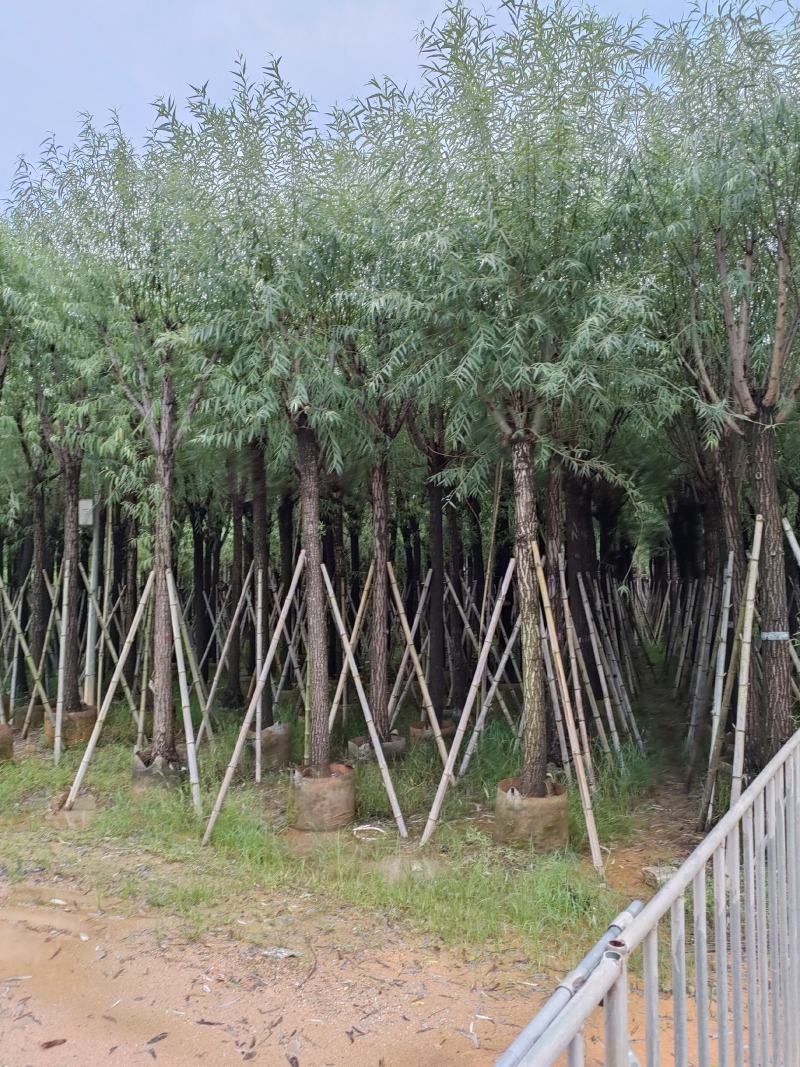 柳树。骨架货供应商。广东省揭阳市榕城区！