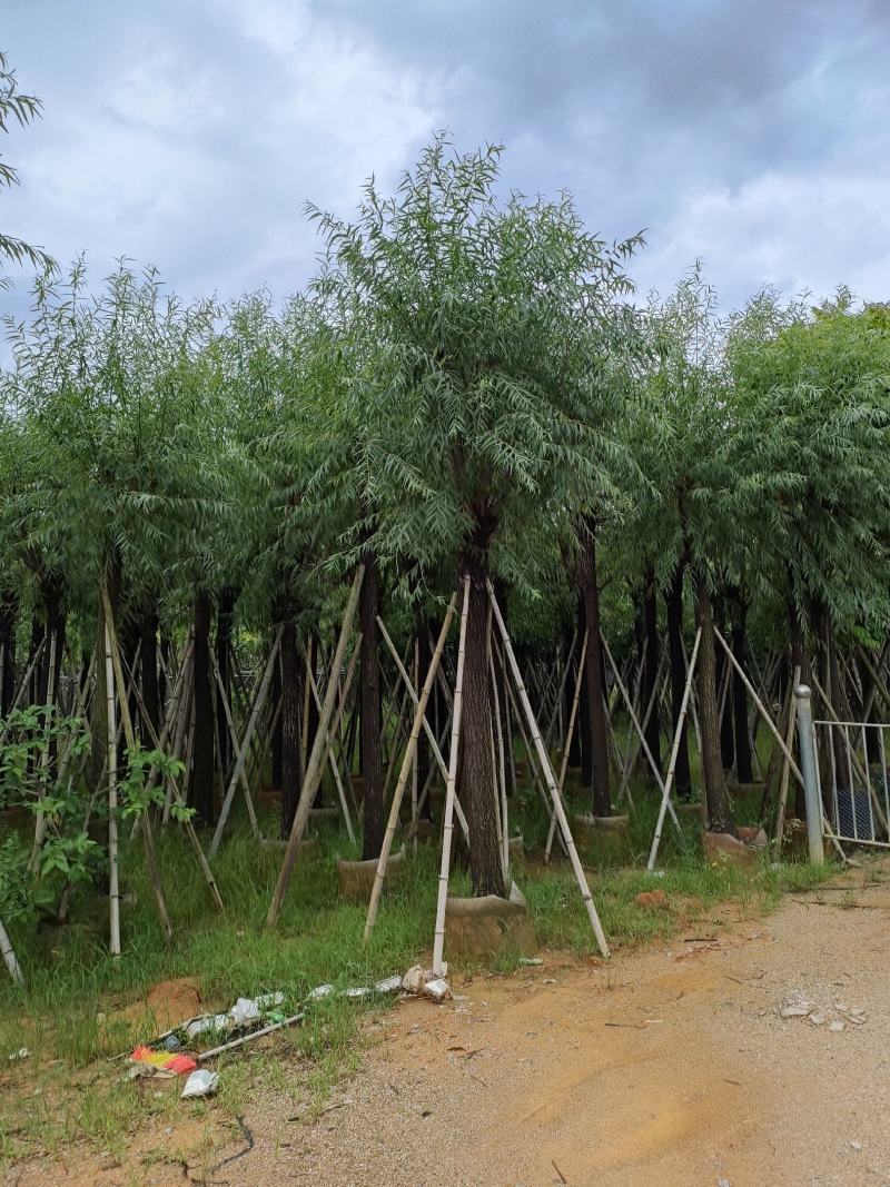 柳树。骨架货供应商。广东省揭阳市榕城区！