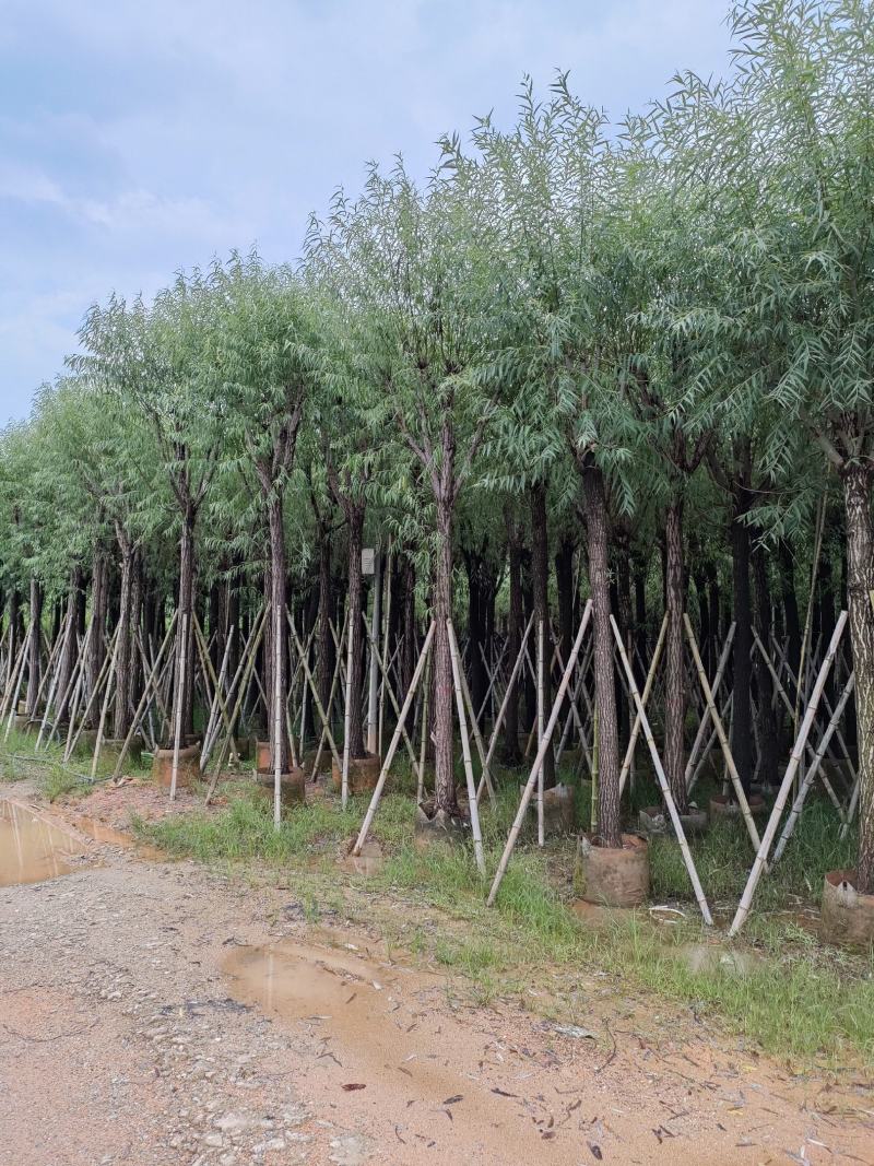 柳树。骨架货供应商。广东省揭阳市榕城区！