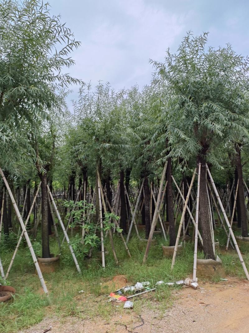 柳树。骨架货供应商。广东省揭阳市榕城区！