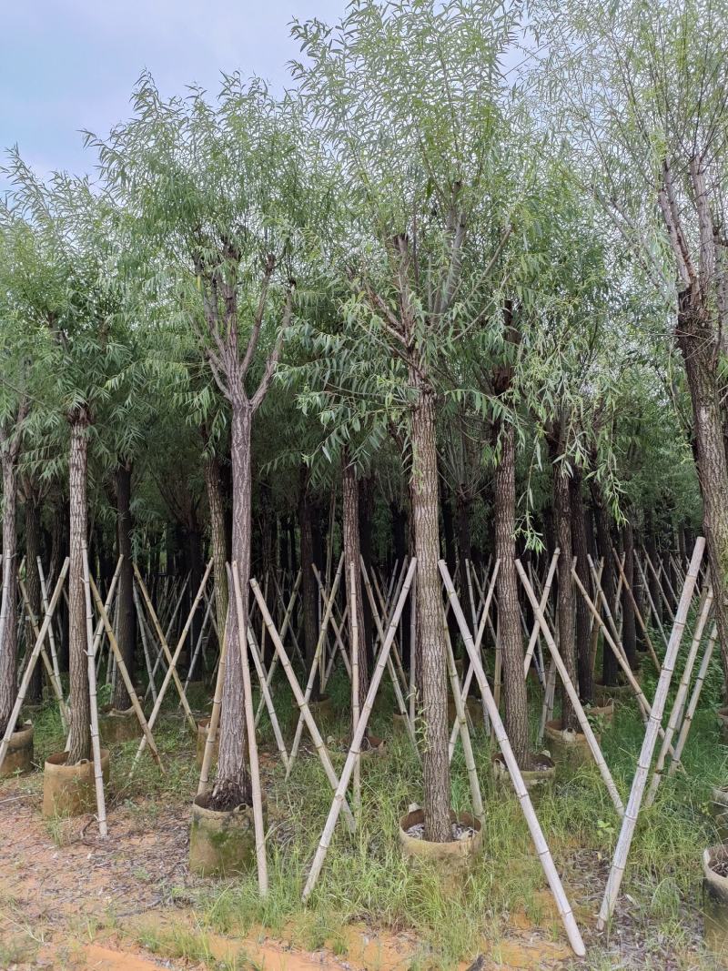 柳树。骨架货供应商。广东省揭阳市榕城区！