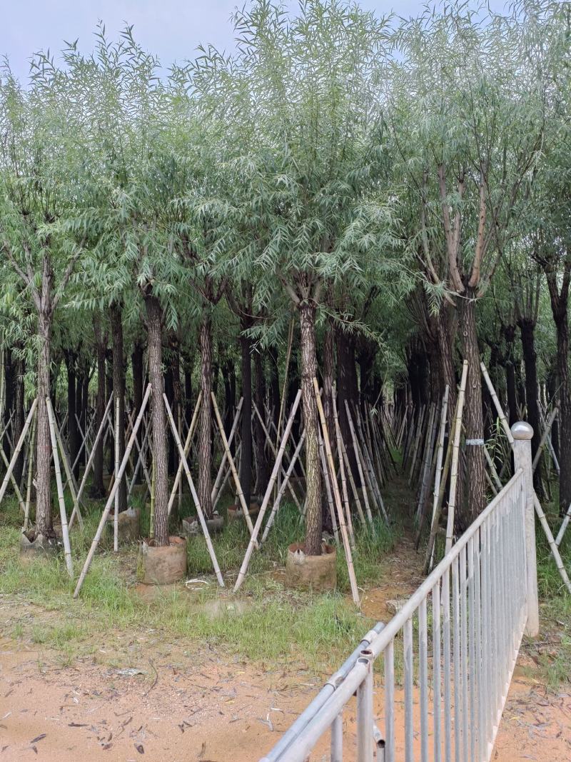 柳树。骨架货供应商。广东省揭阳市榕城区！