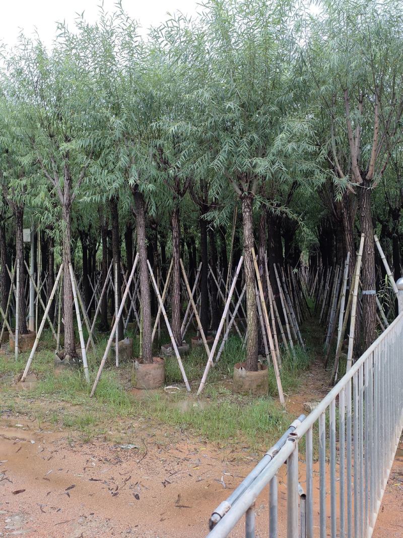 柳树。骨架货供应商。广东省揭阳市榕城区！