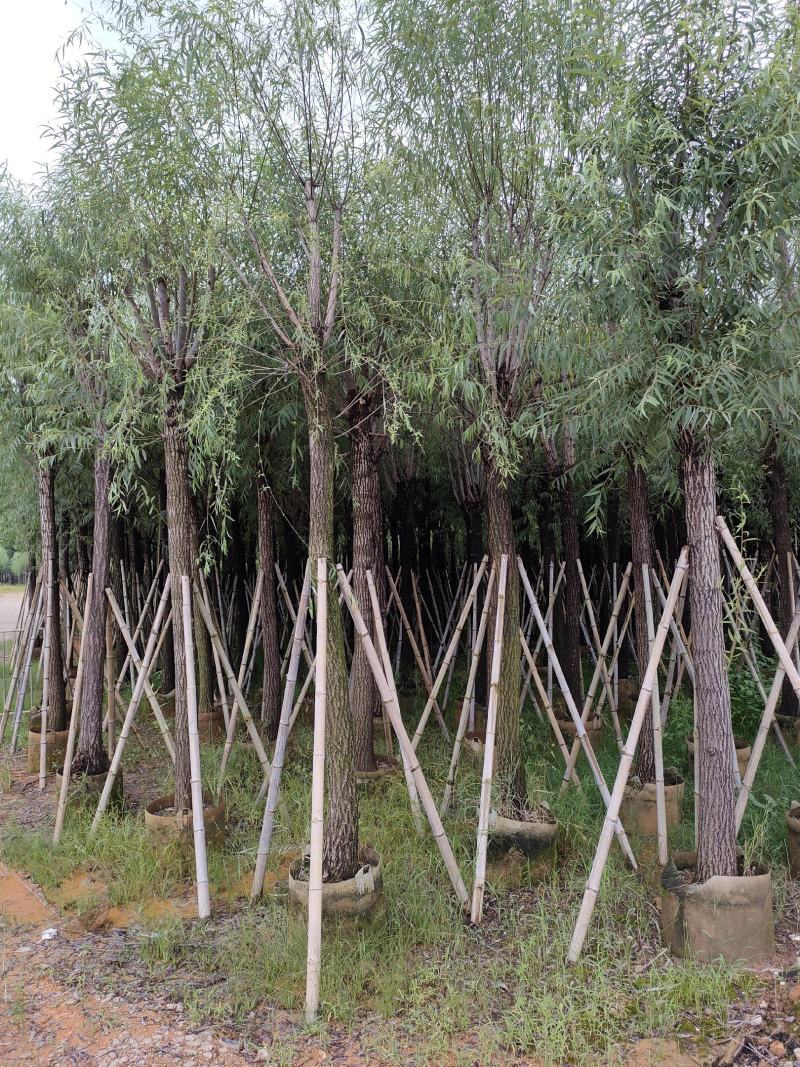柳树。骨架货供应商。广东省揭阳市榕城区！