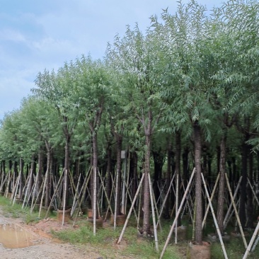 柳树。骨架货供应商。广东省揭阳市榕城区！