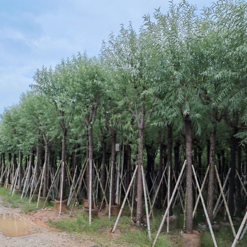 柳树。骨架货供应商。广东省揭阳市榕城区！
