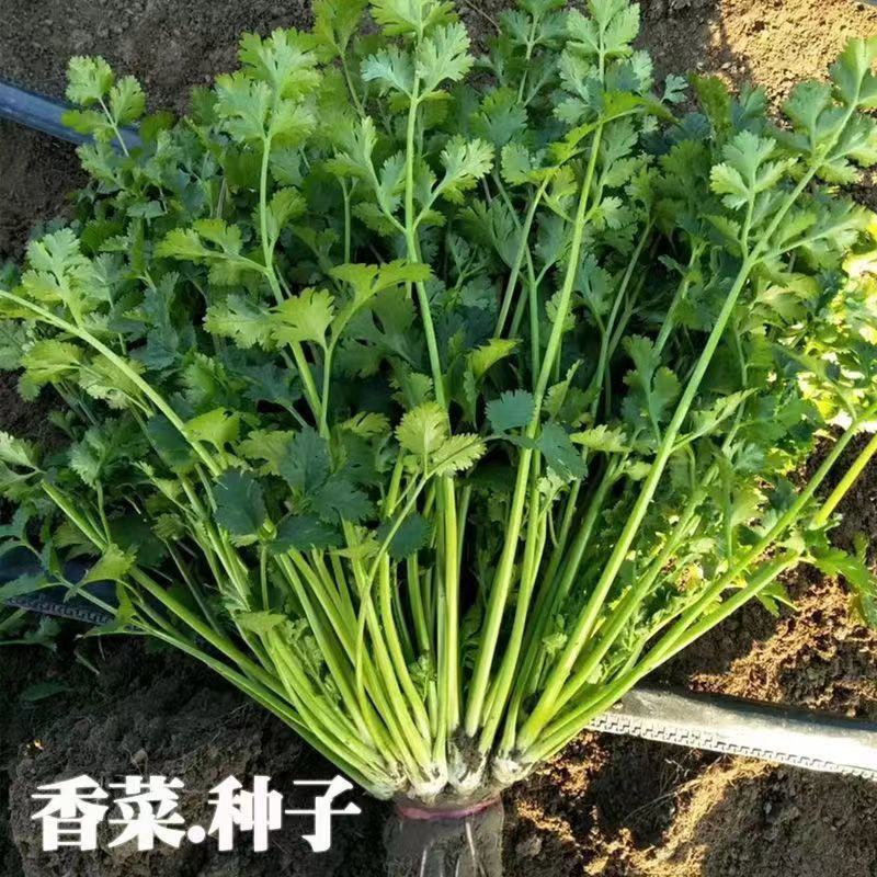 香菜种子大全农家盆栽苗大叶芫荽种籽四季食用香菜籽蔬菜种籽