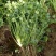 香菜种子大全农家盆栽苗大叶芫荽种籽四季食用香菜籽蔬菜种籽