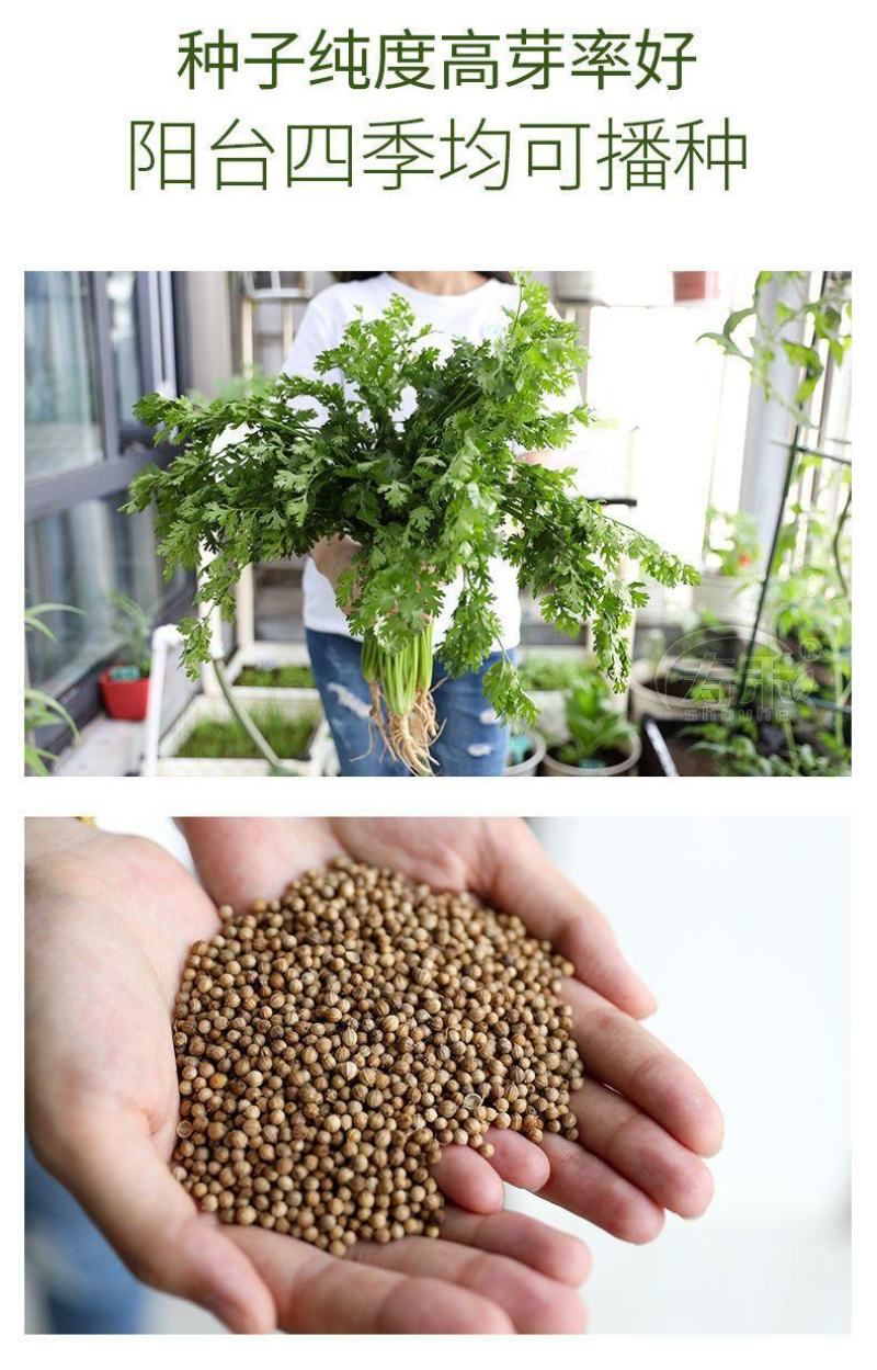 香菜种子大全农家盆栽苗大叶芫荽种籽四季食用香菜籽蔬菜种籽