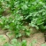 香菜种子大全农家盆栽苗大叶芫荽种籽四季食用香菜籽蔬菜种籽