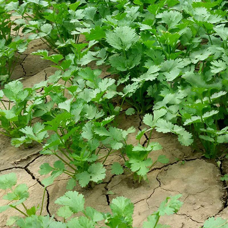 香菜种子大全农家盆栽苗大叶芫荽种籽四季食用香菜籽蔬菜种籽