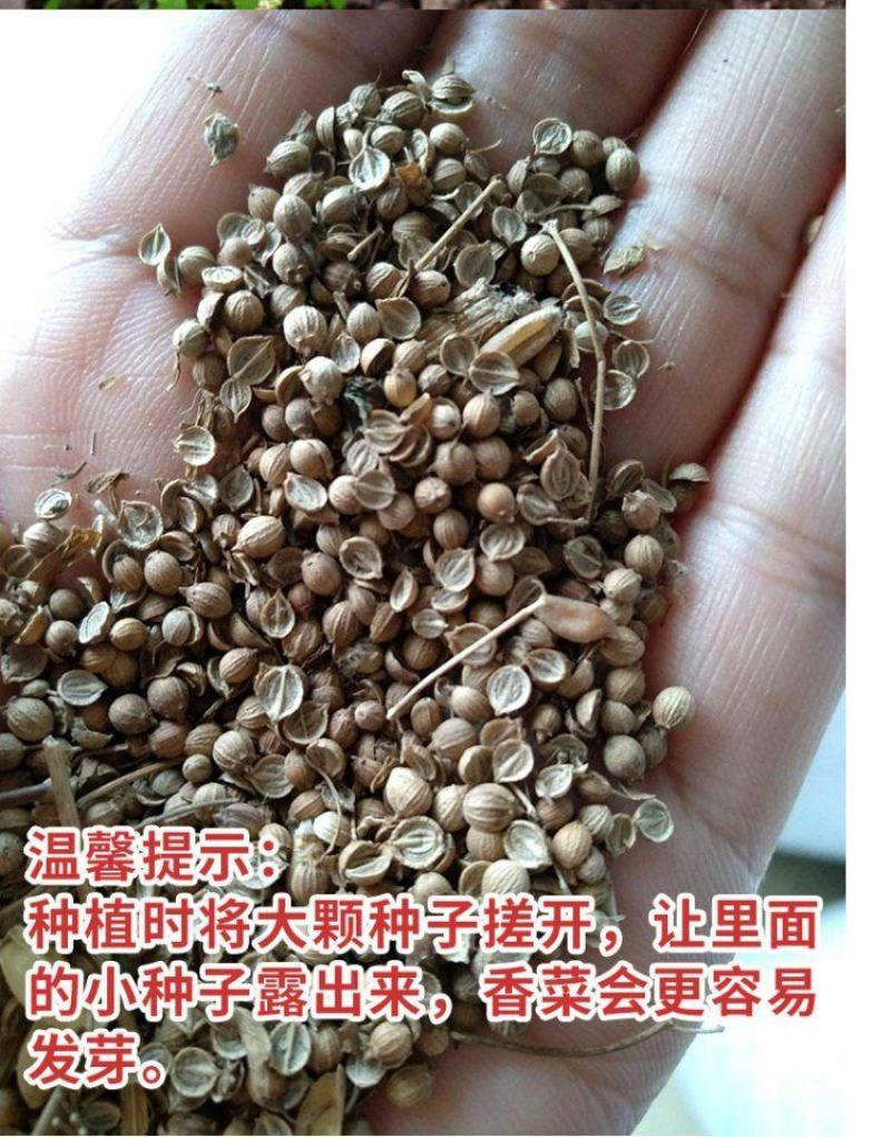 香菜种子大全农家盆栽苗大叶芫荽种籽四季食用香菜籽蔬菜种籽
