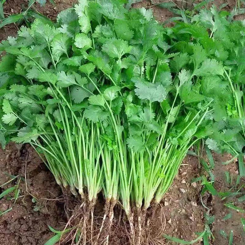 香菜种子大全农家盆栽苗大叶芫荽种籽四季食用香菜籽蔬菜种籽