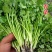 香菜种子大全农家盆栽苗大叶芫荽种籽四季食用香菜籽蔬菜种籽