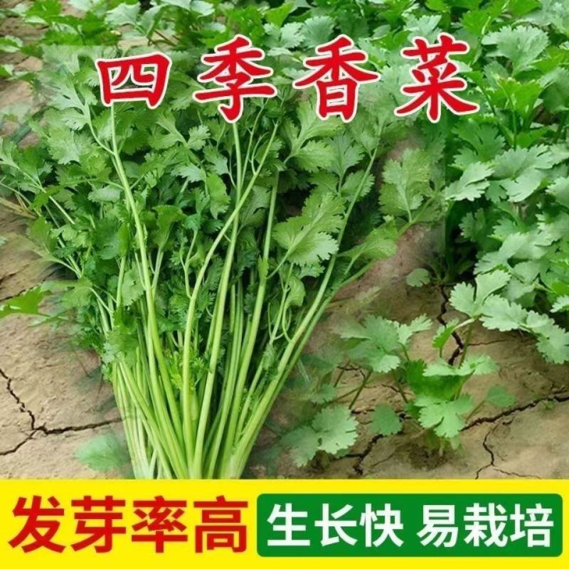 香菜种子大全农家盆栽苗大叶芫荽种籽四季食用香菜籽蔬菜种籽