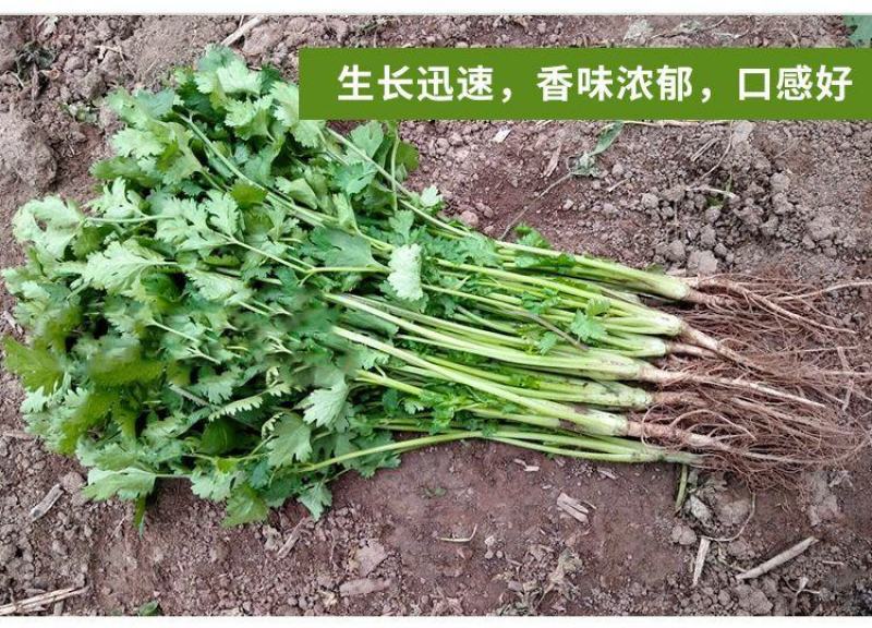 香菜种子大全农家盆栽苗大叶芫荽种籽四季食用香菜籽蔬菜种籽